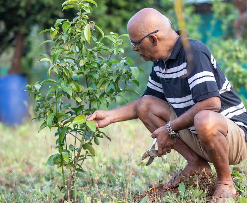 getting-ready-to-prune-a-tree