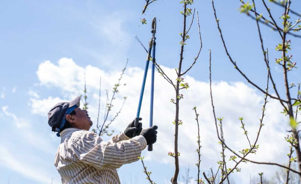 pruning-with-loppers